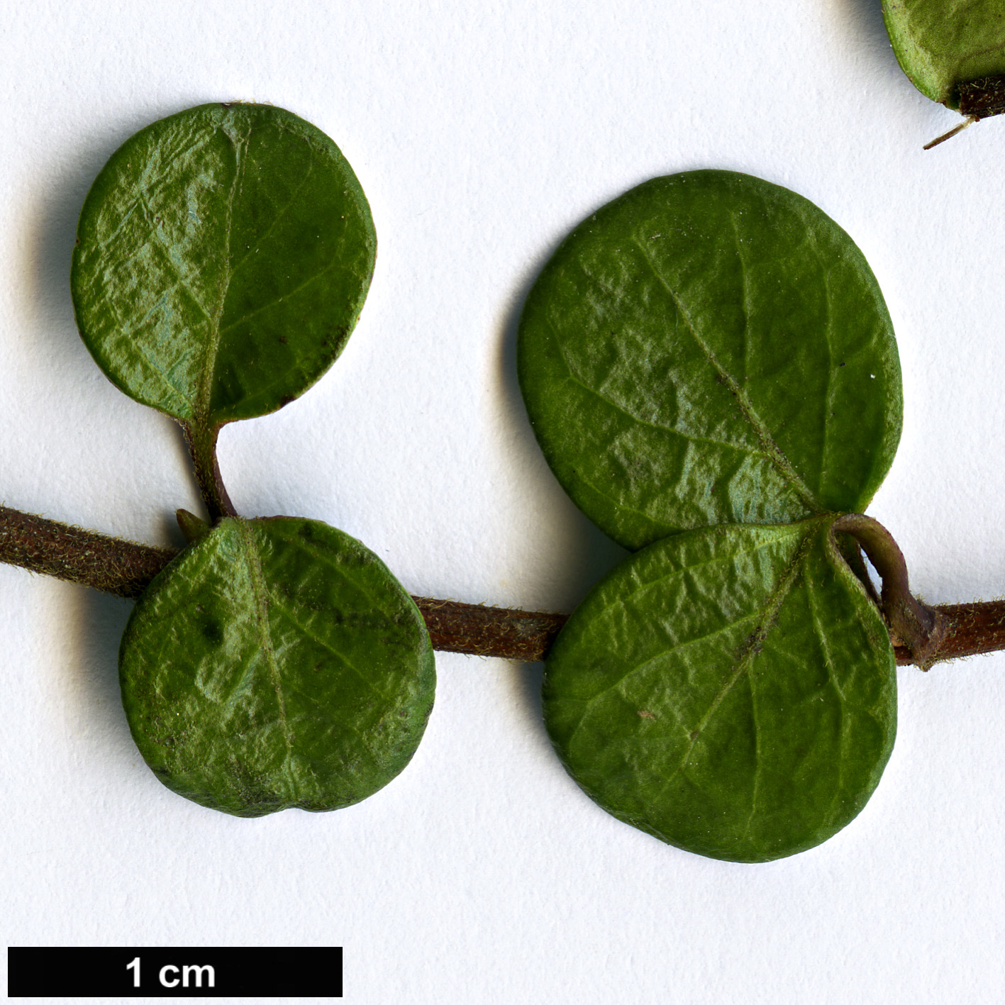High resolution image: Family: Caprifoliaceae - Genus: Lonicera - Taxon: crassifolia - SpeciesSub: ’Little Honey’